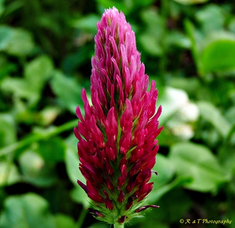 {Trifolium incarnatum}